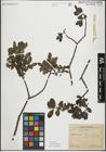 Foto von Salix myrsinifolia Salisb.